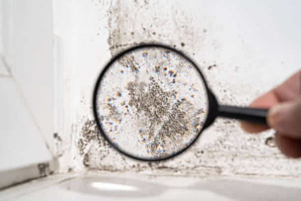 Trusted North Bethesda, MD Mold Remediation Experts